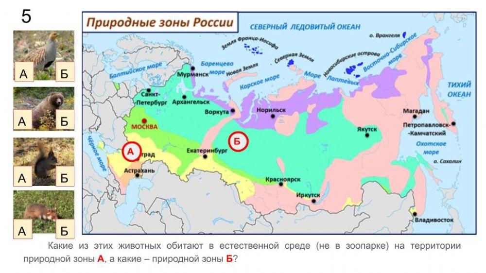 Животные природных зон России.