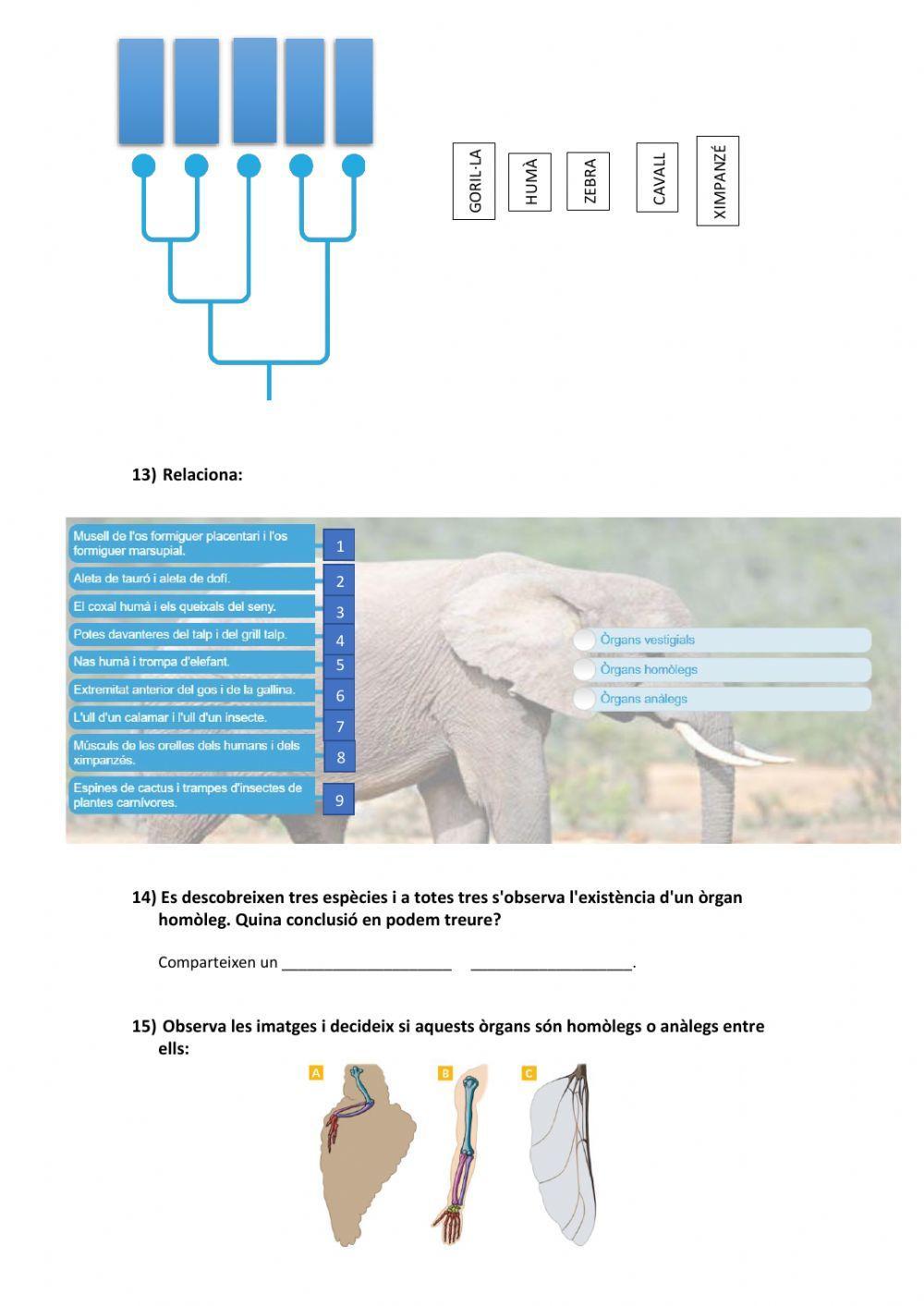 Evolució: variabilitat, mecanismes evolutius, proves de l'evolució, adaptació i especiació
