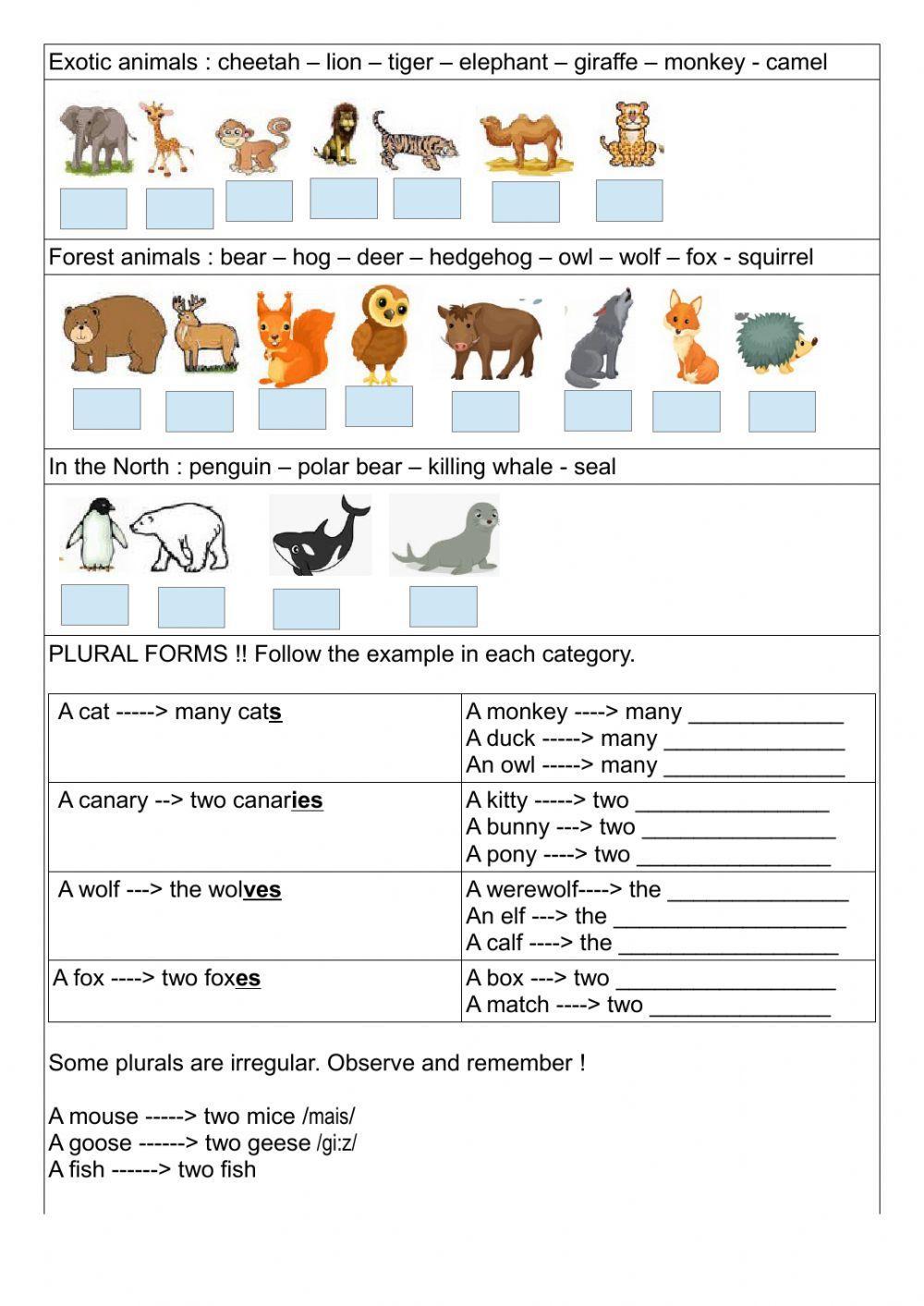 Animal categories and plural