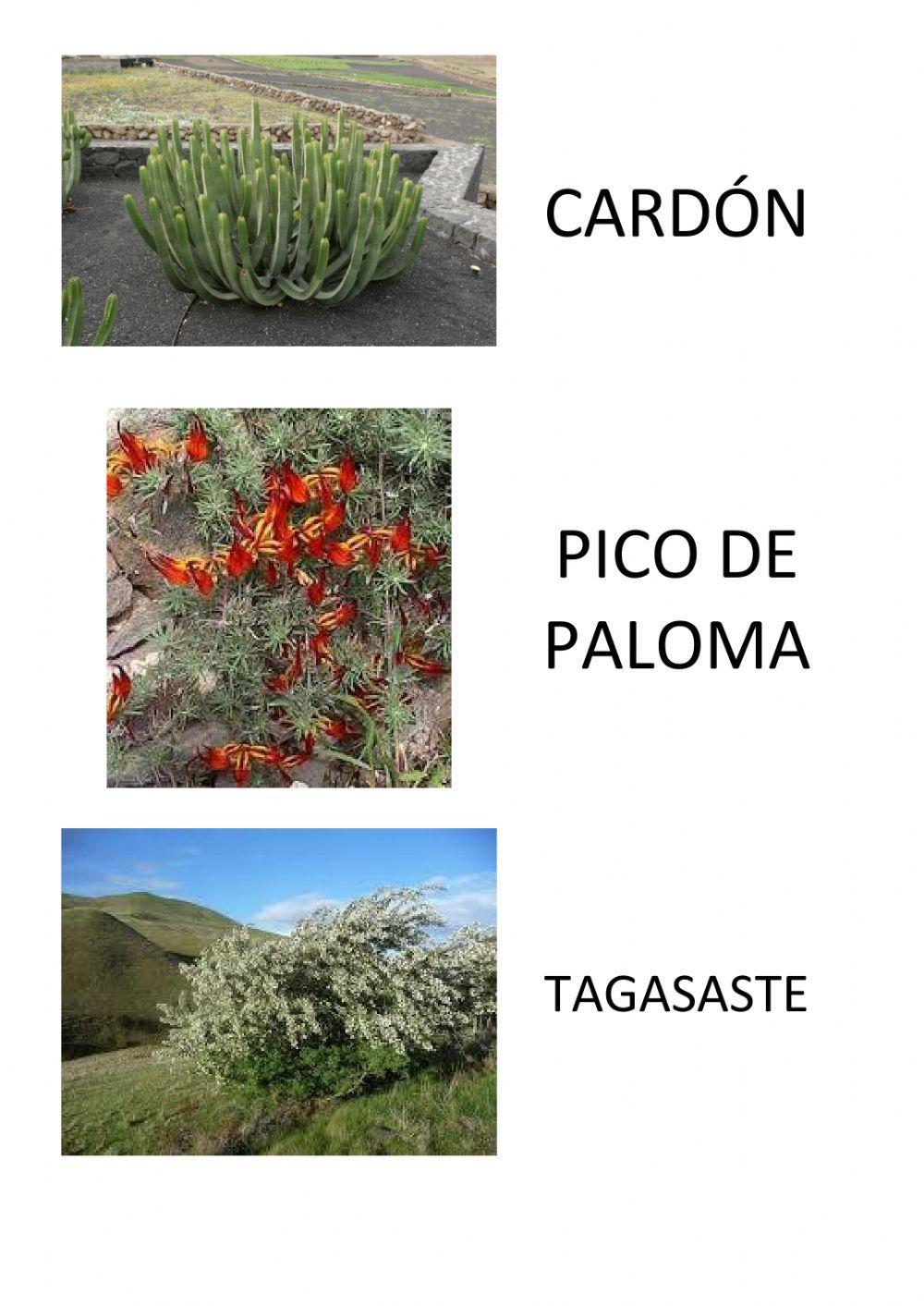 Repaso 1 Plantas Canarias