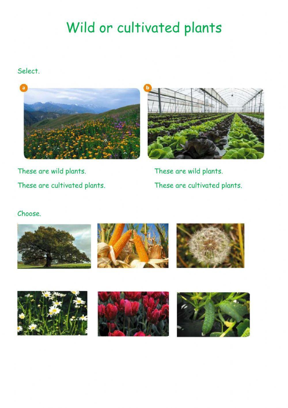 173623-wild-and-cultivated-plants-mines