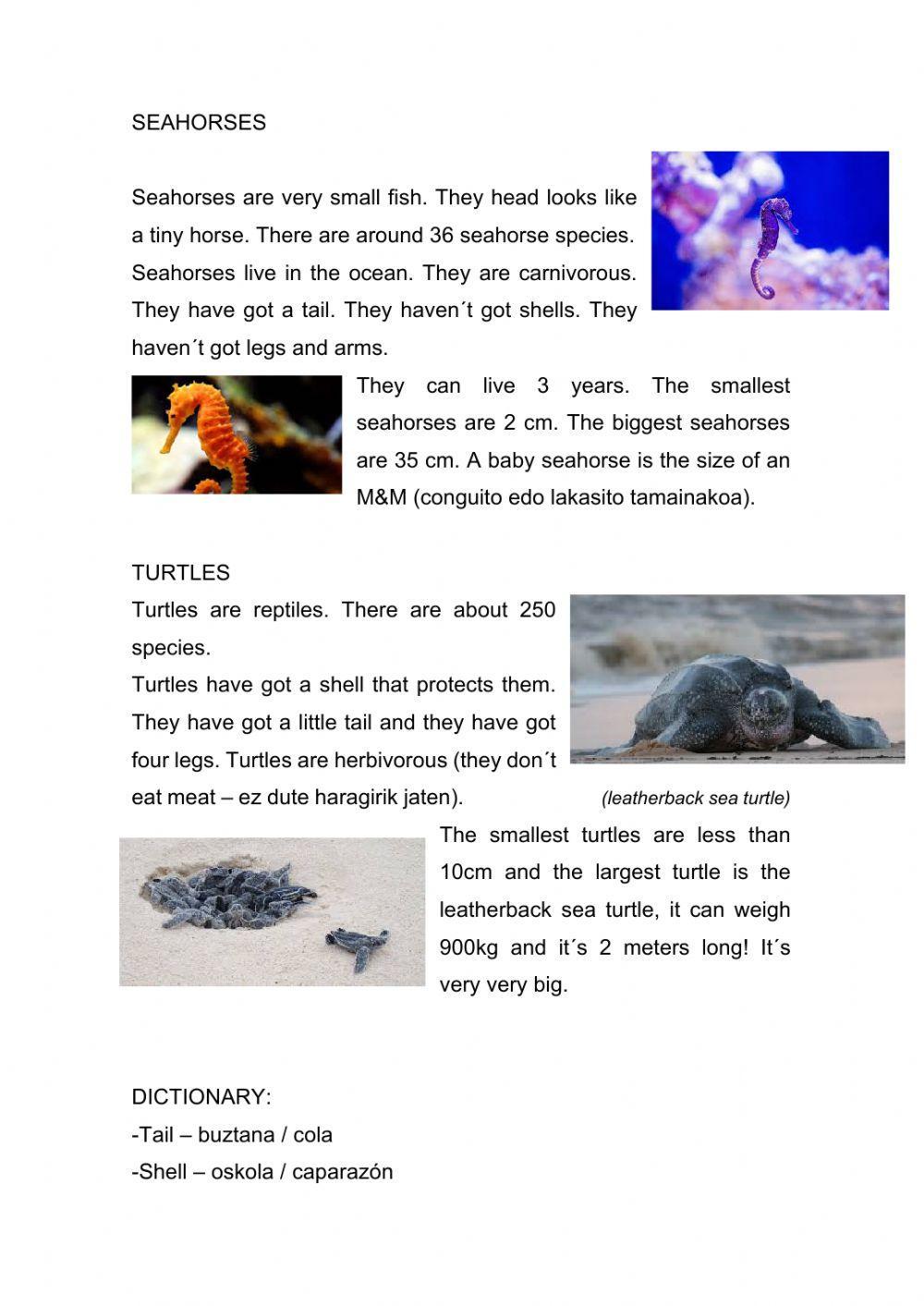 Seahorses and turtles
