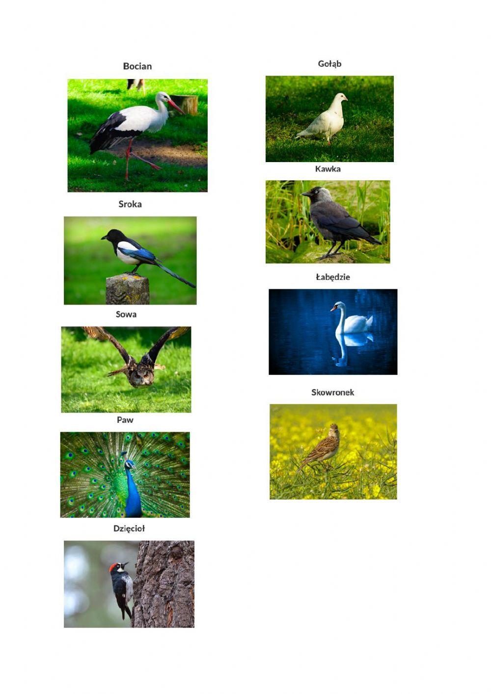 Ptaki zagadki