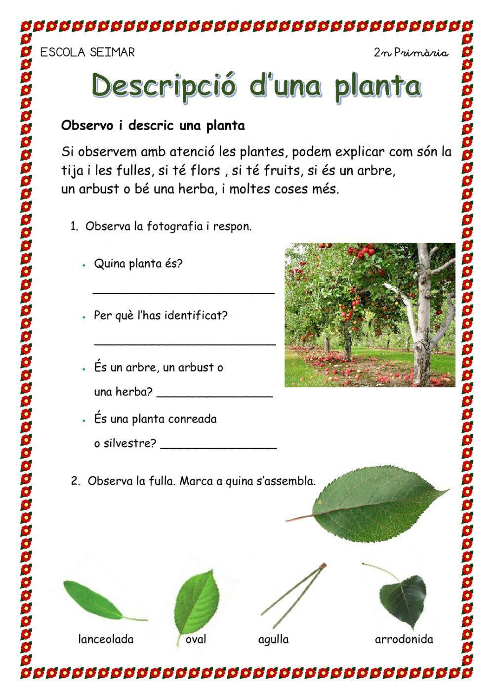 Descripció d'una planta