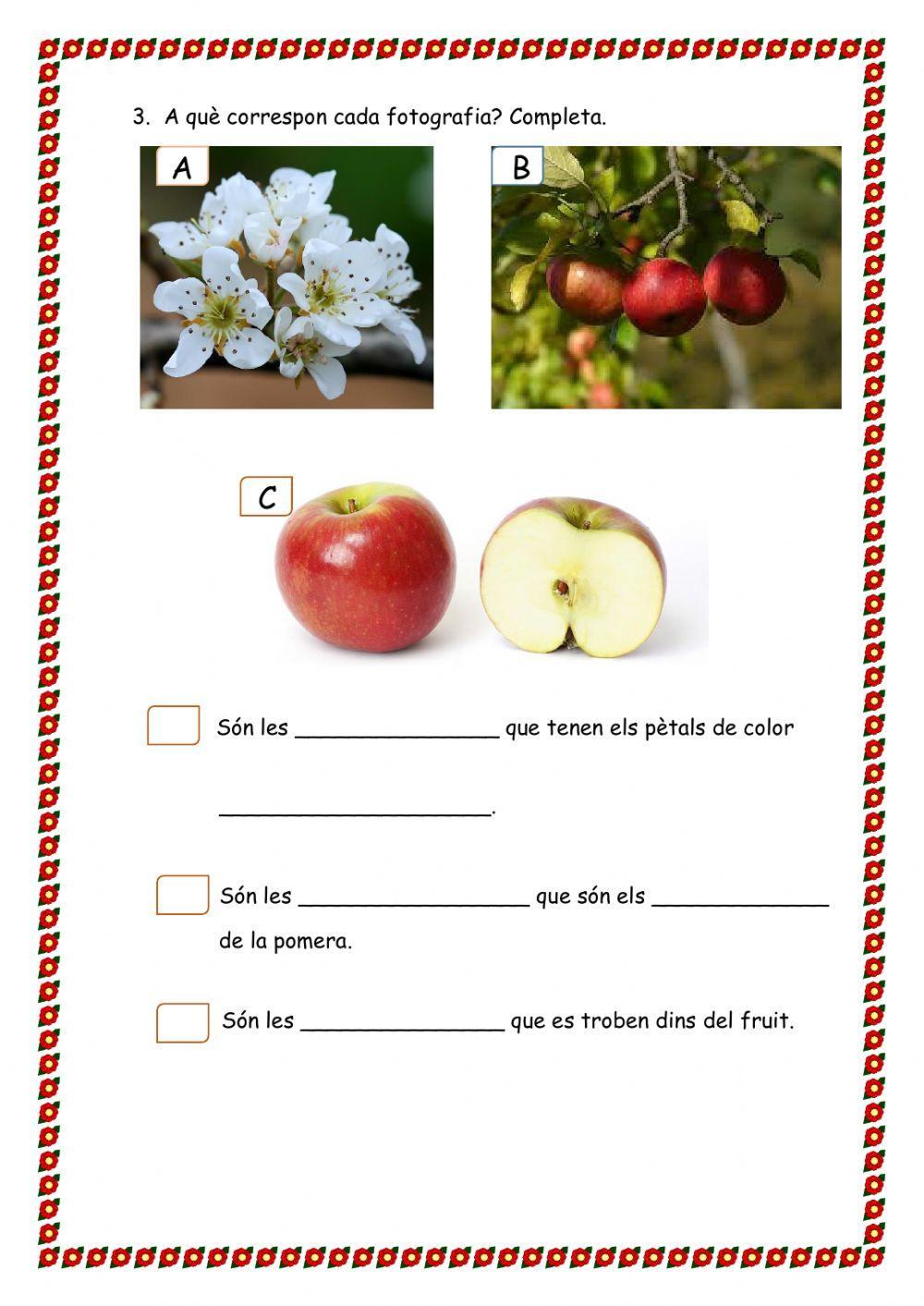 Descripció d'una planta