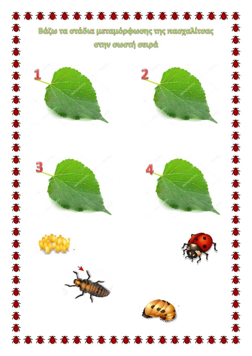 Oκύκλος ζωής της πασχαλίτσας