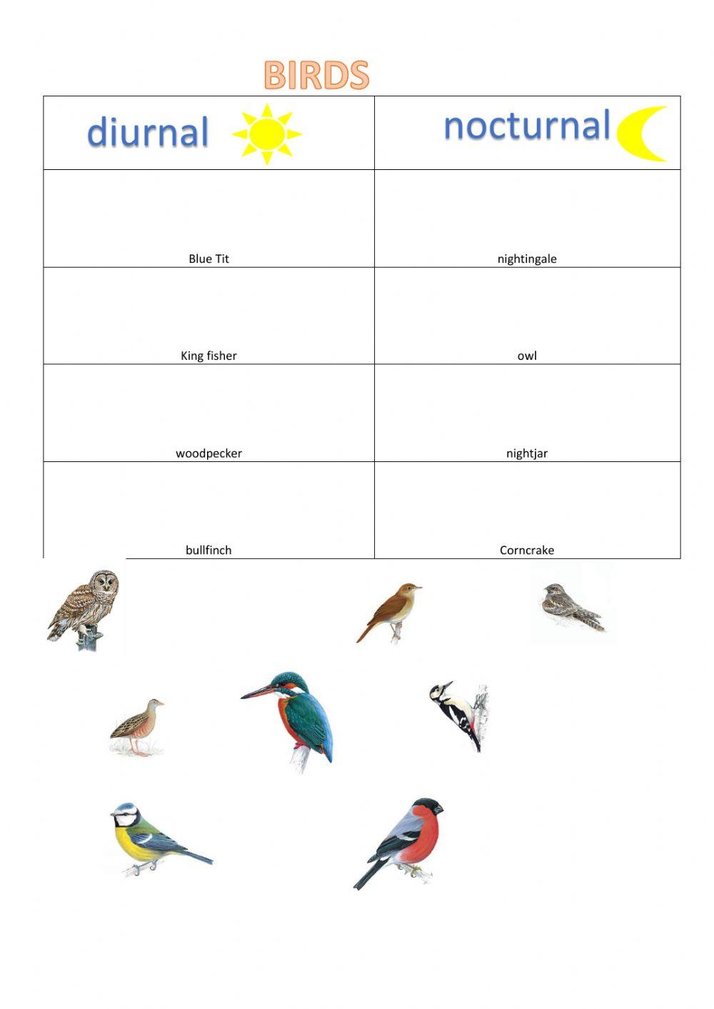Diurnal and nocturnal birds worksheet Live Worksheets