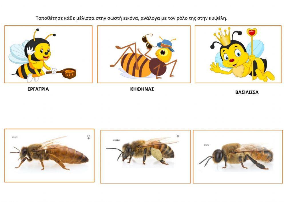 ΕΙΔΗ ΜΕΛΙΣΣΑΣ