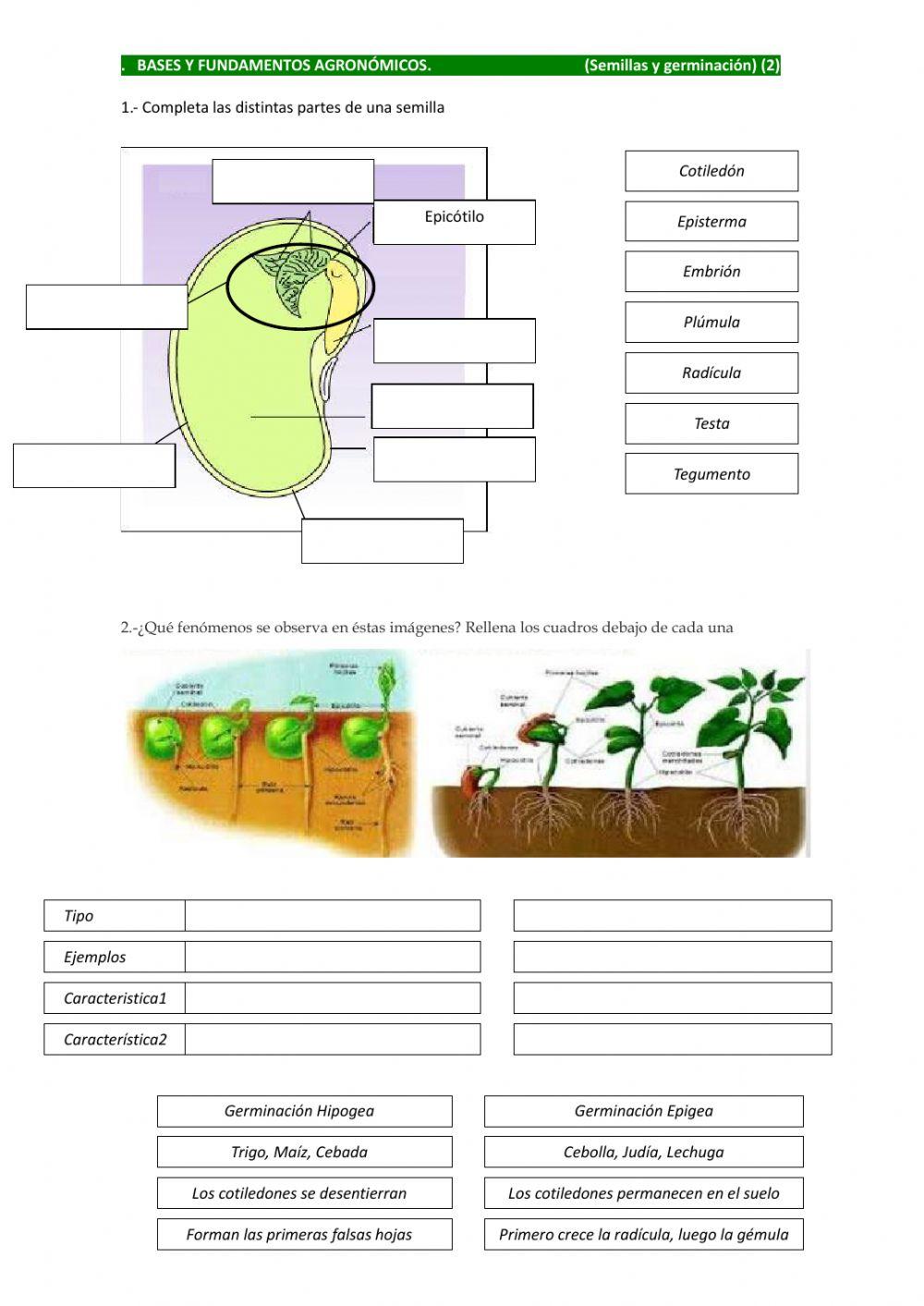 BFA.WS.4.2.- Semillas y germinación