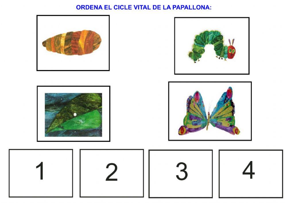 Cicle vital de la papallona