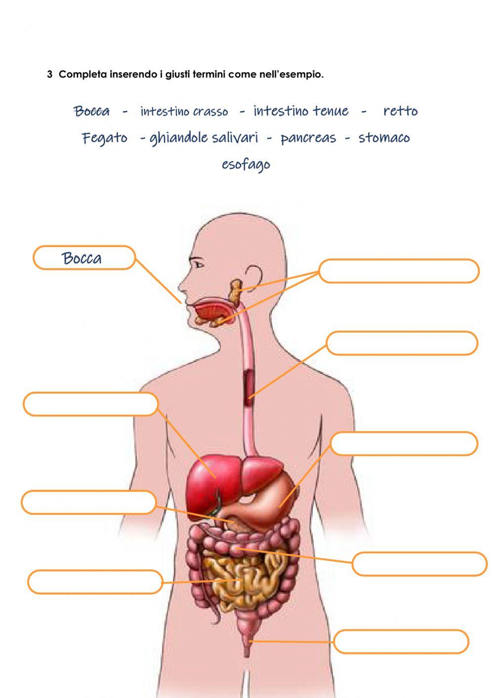 L'apparato digerente
