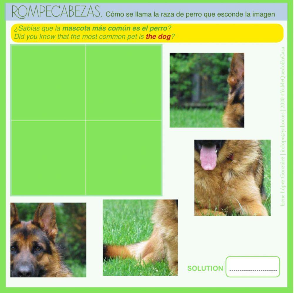 Actividades Animales-Mascotas