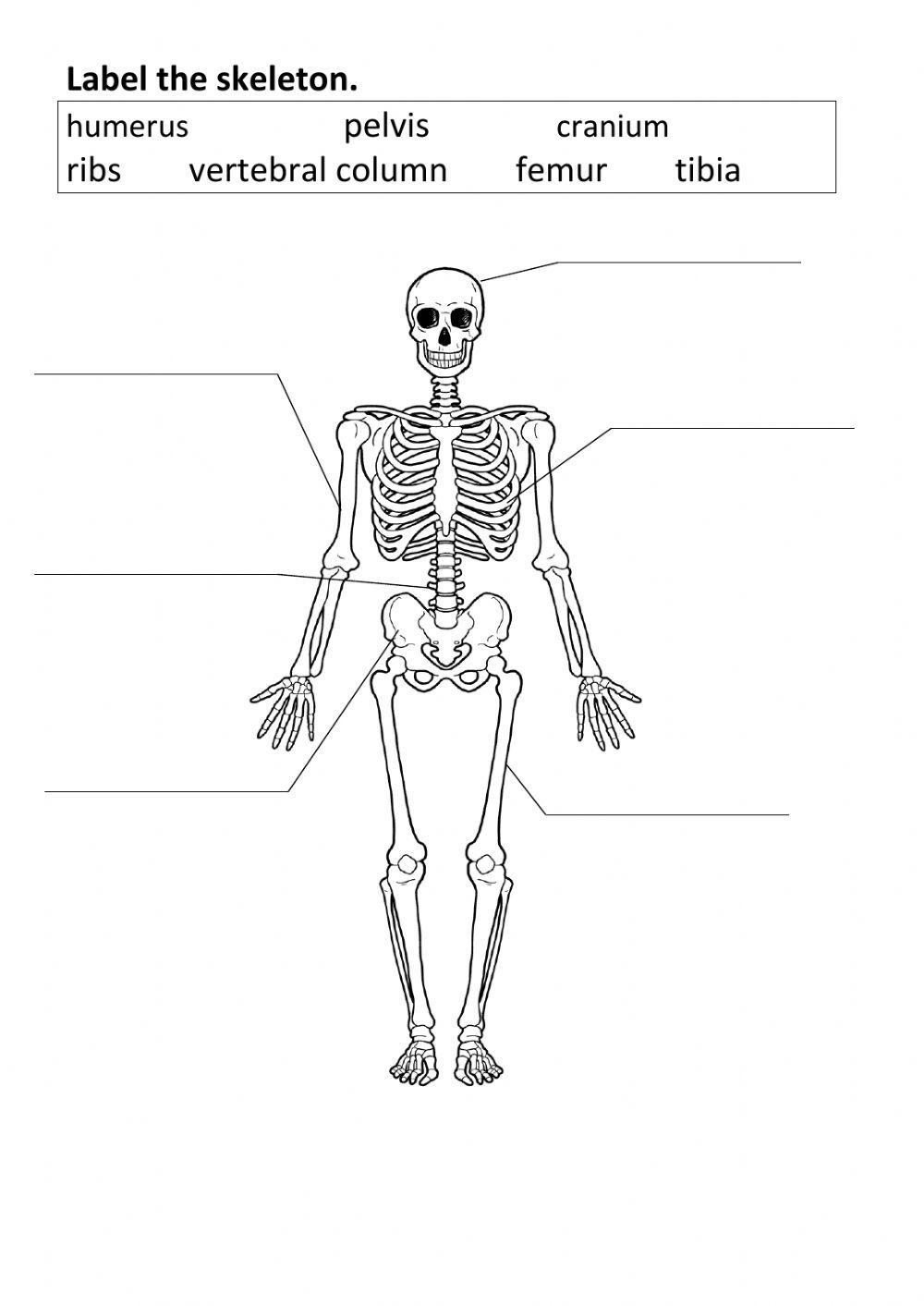 Label the bones