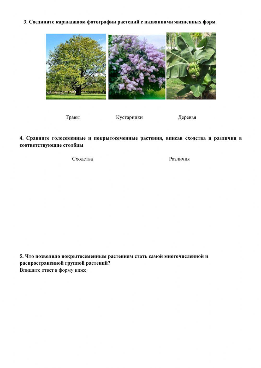 Покрытосеменные растения