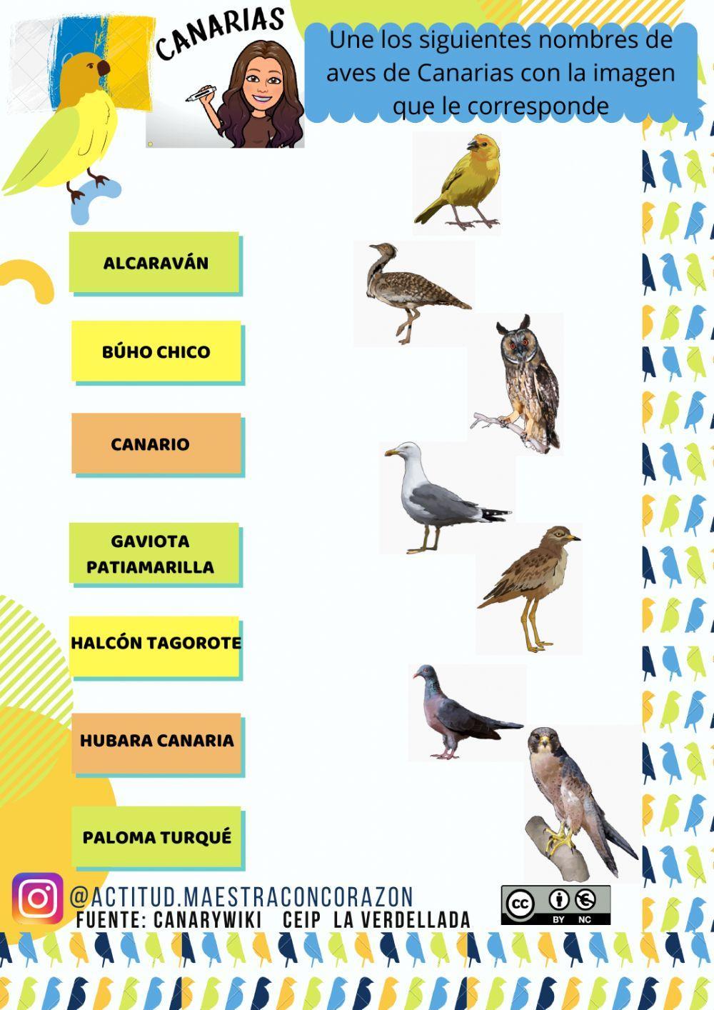 Aves de Canarias