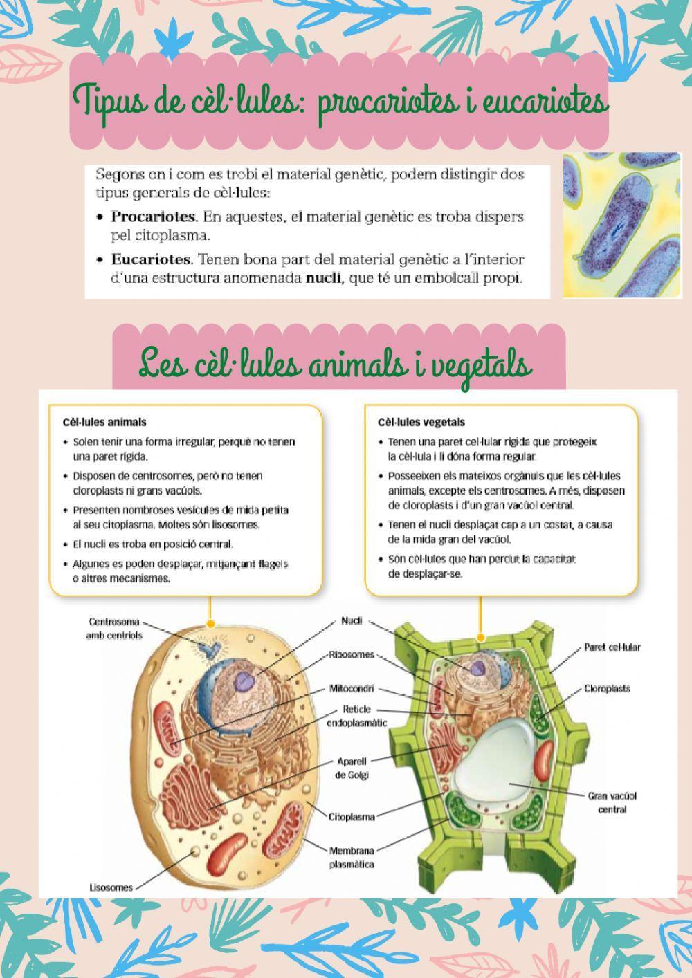 Tipus de cèl·lules