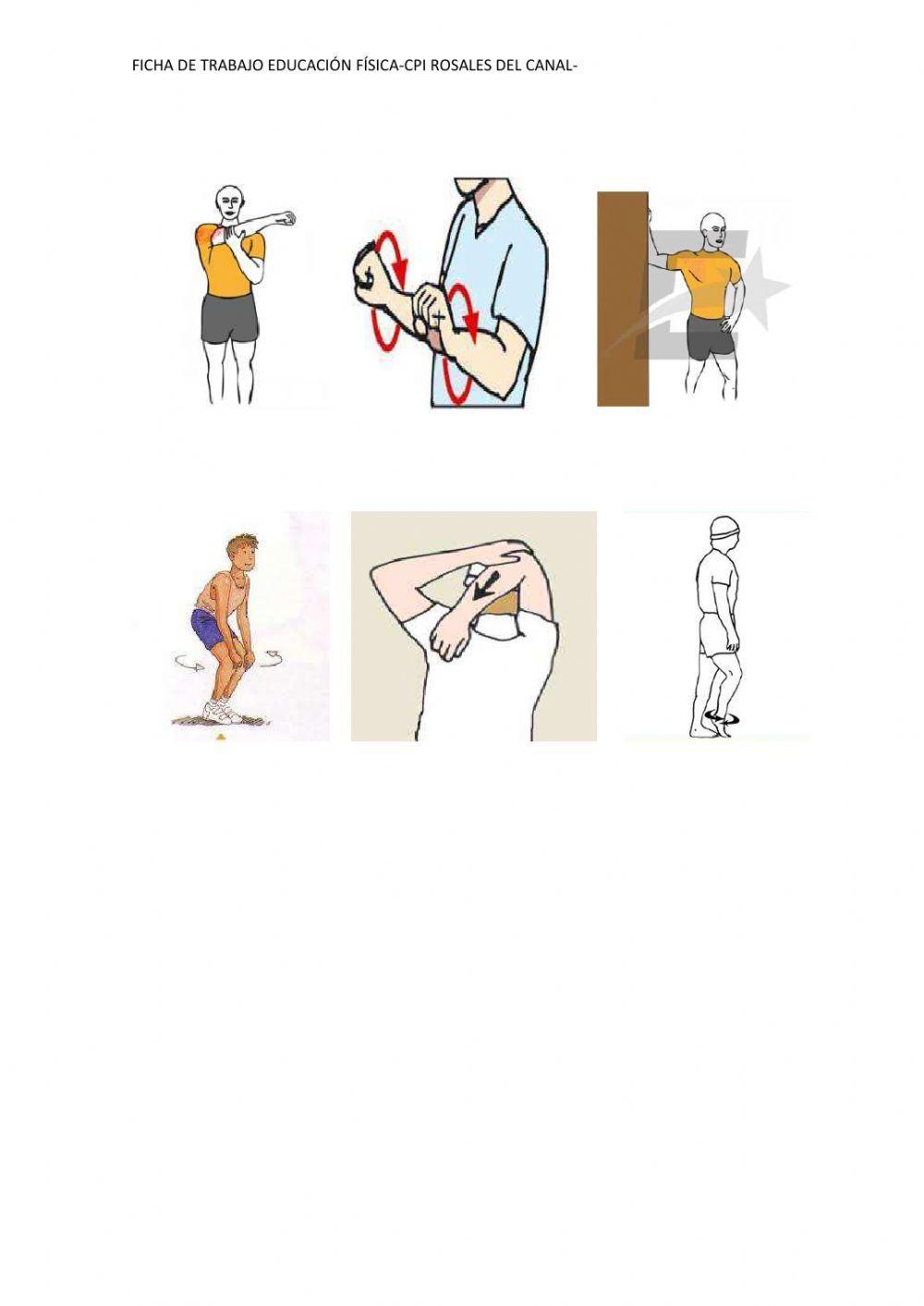 Músculos y estiramientos