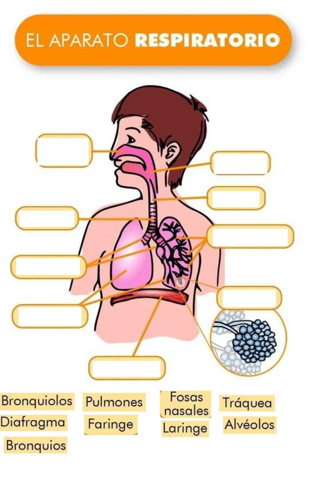 Aparato respiratorio