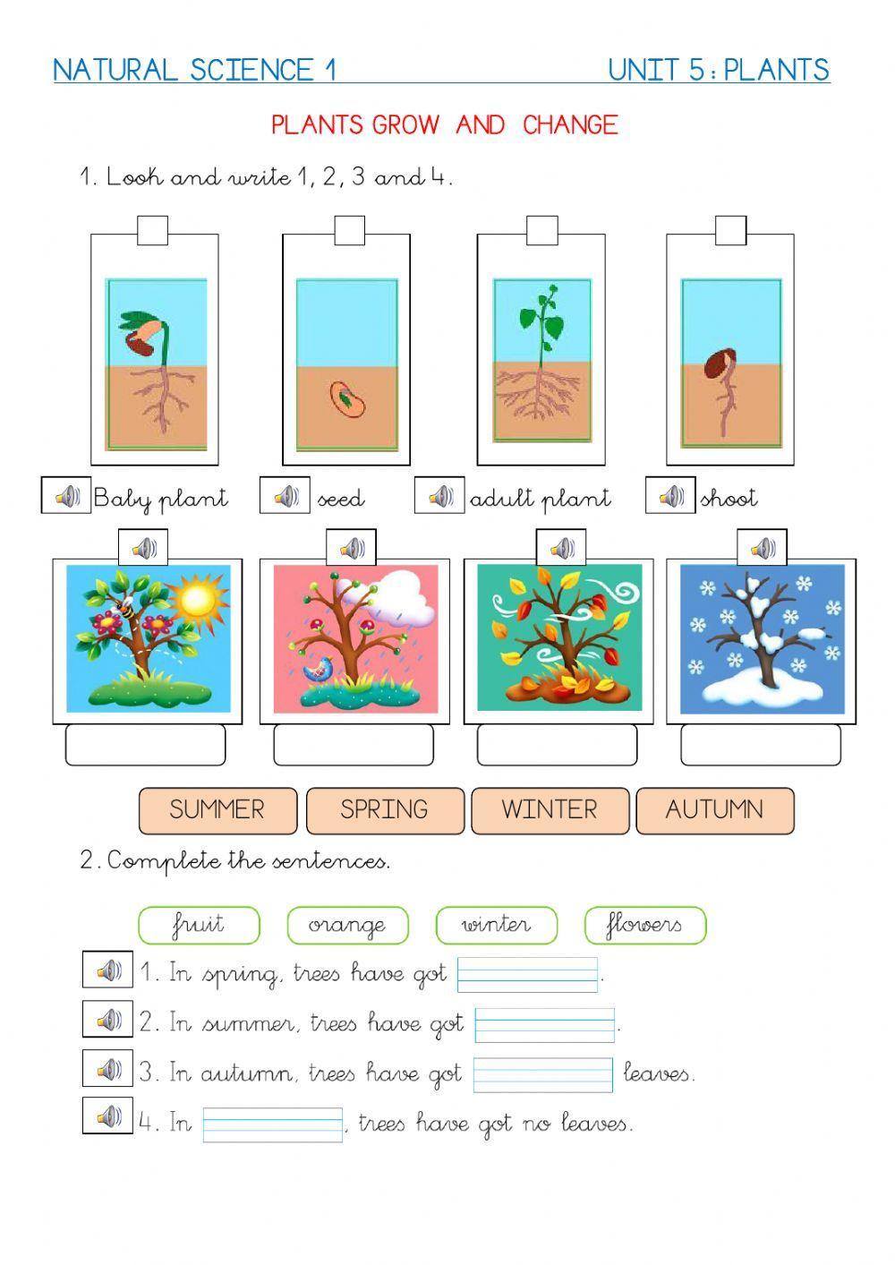 Plants grow and change ILopezD Live Worksheets