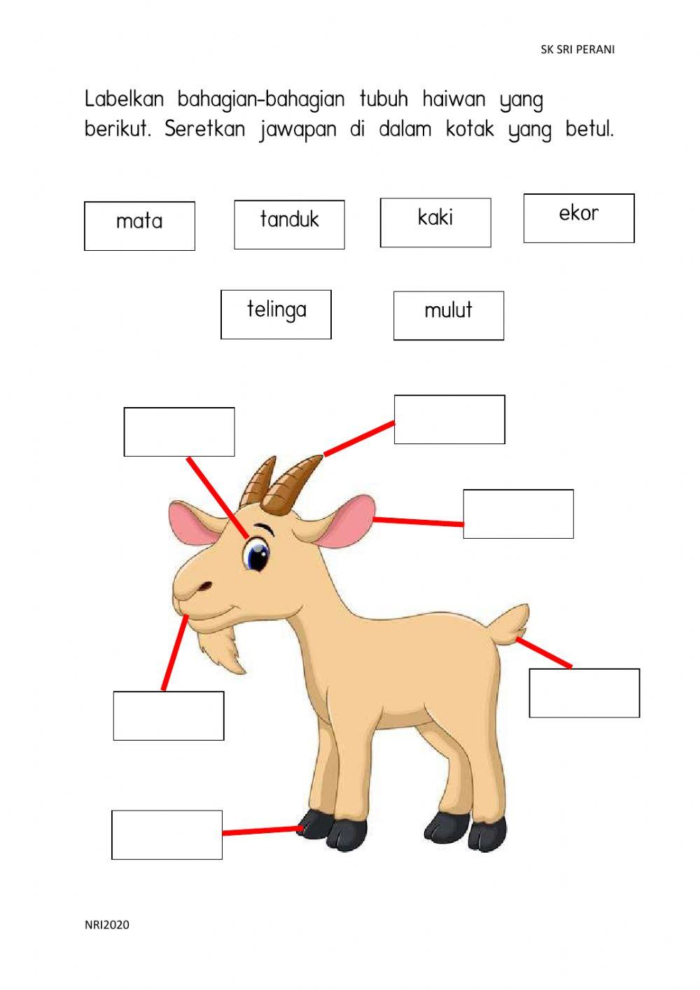 Bahagian tubuh haiwan dan kepentingannya