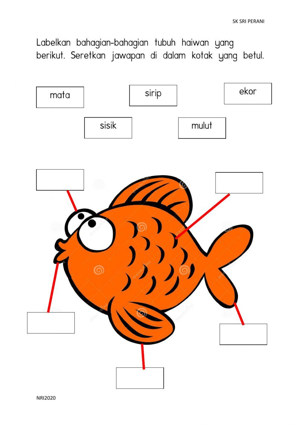Bahagian tubuh haiwan dan kepentingannya