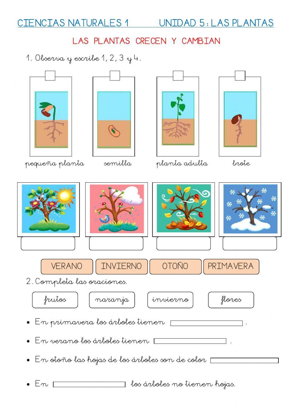 Las plantas crecen y cambian