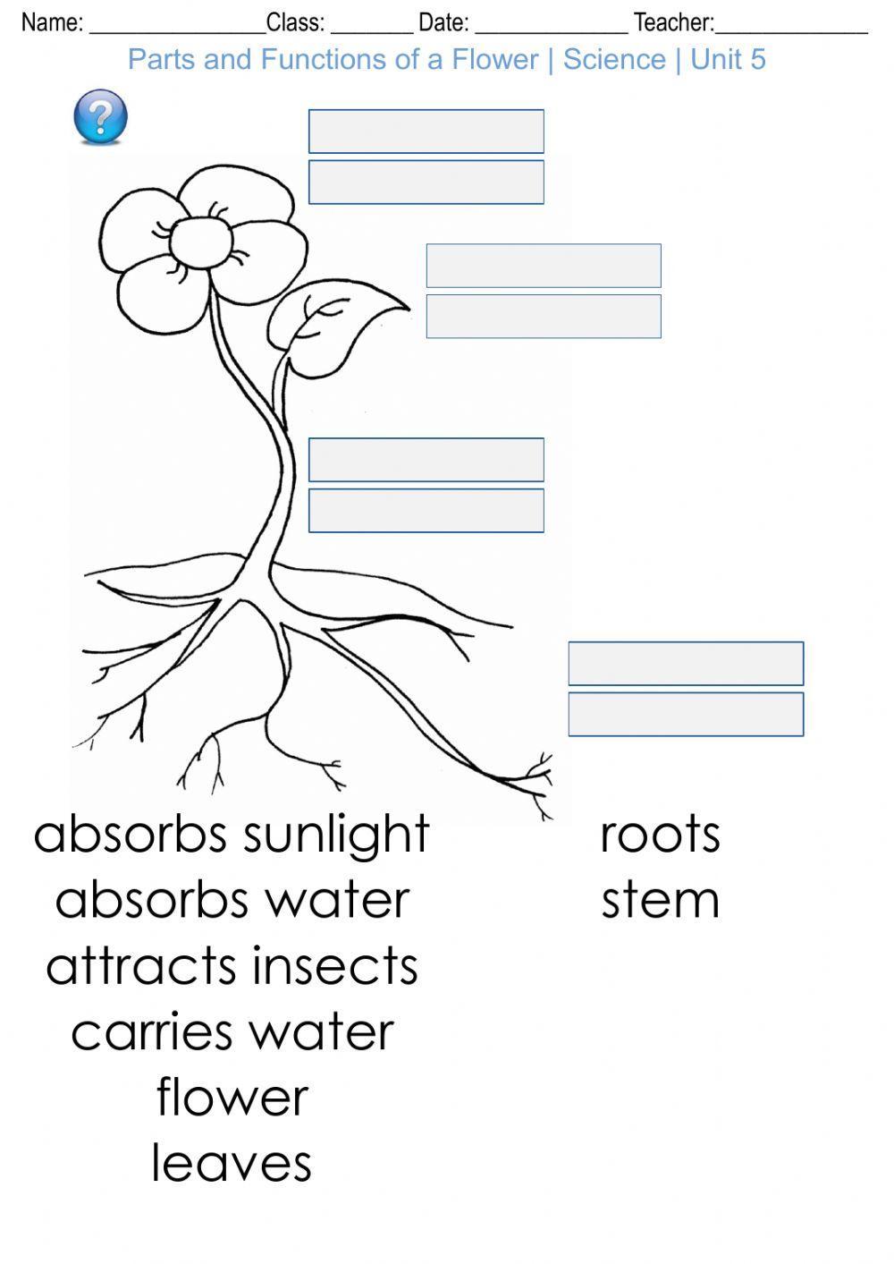 Parts and Functions of a Flower - Science - Unit 5