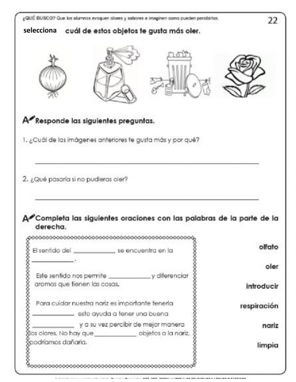 El sentido del olfato El sentido del olfato