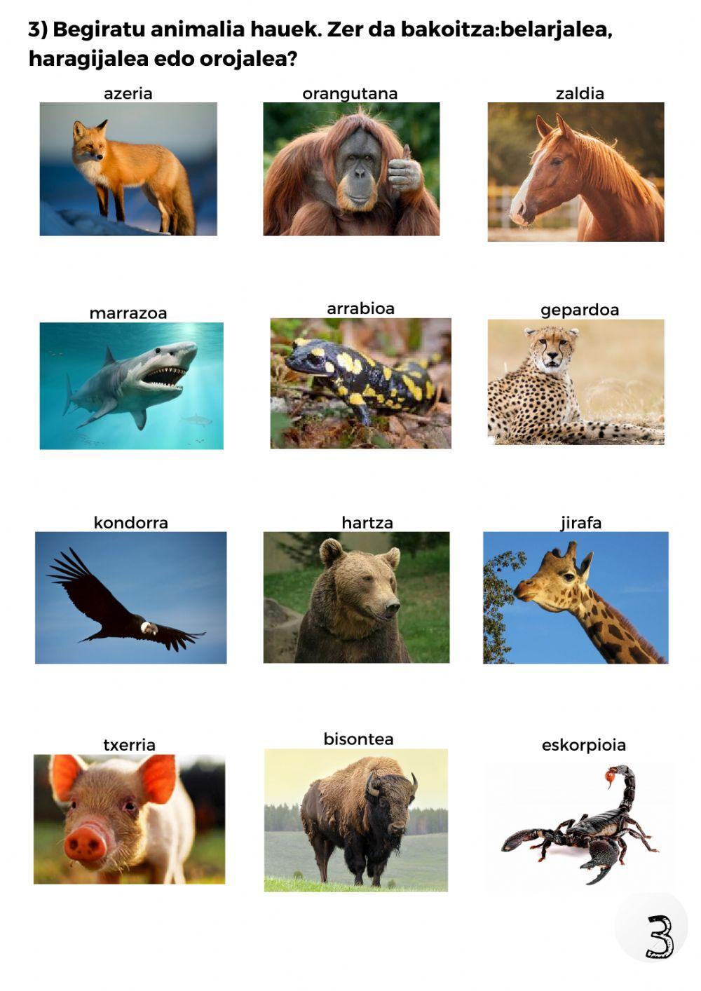 Animalien sailkapena 3