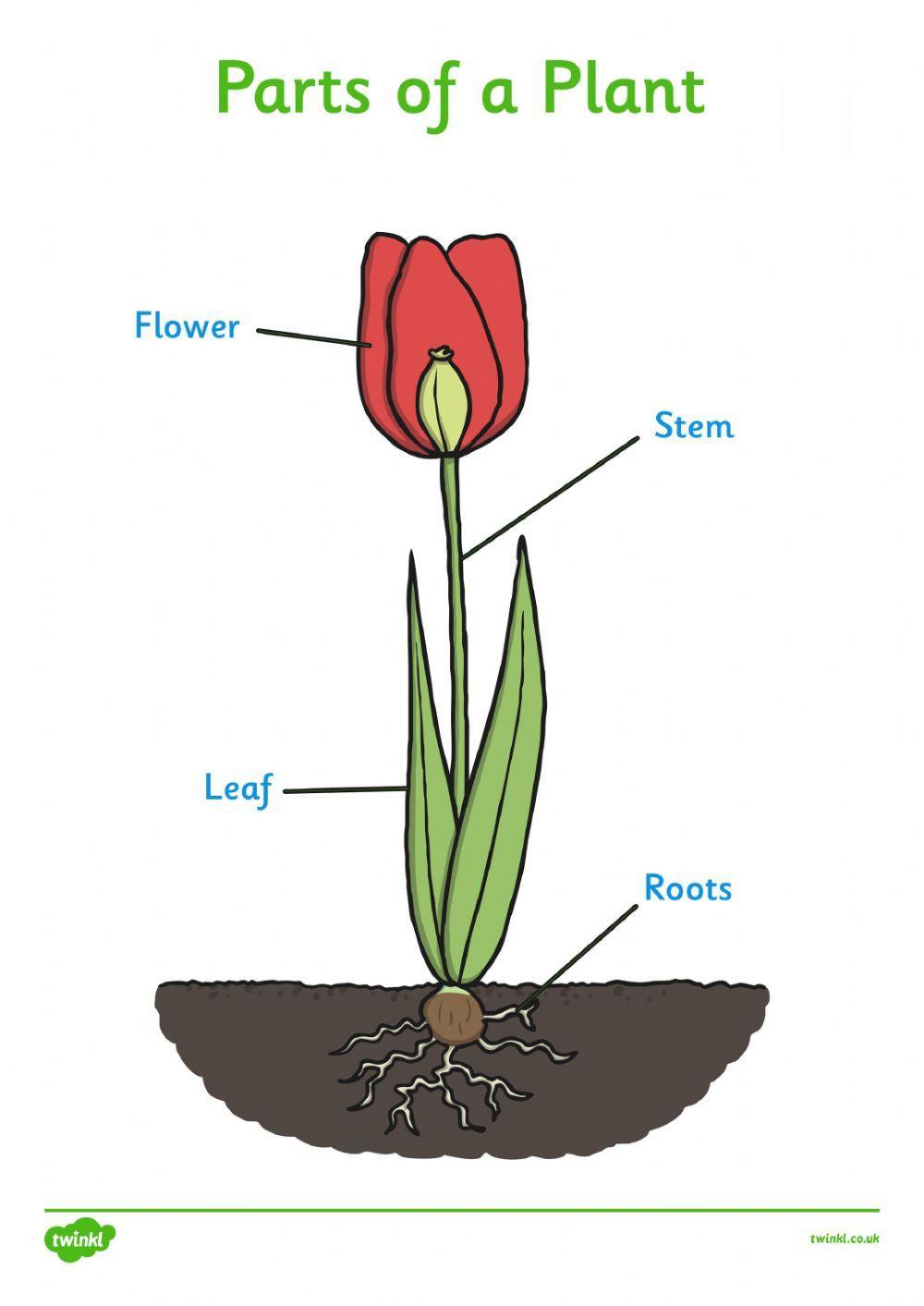  PARTS OF A PLANT