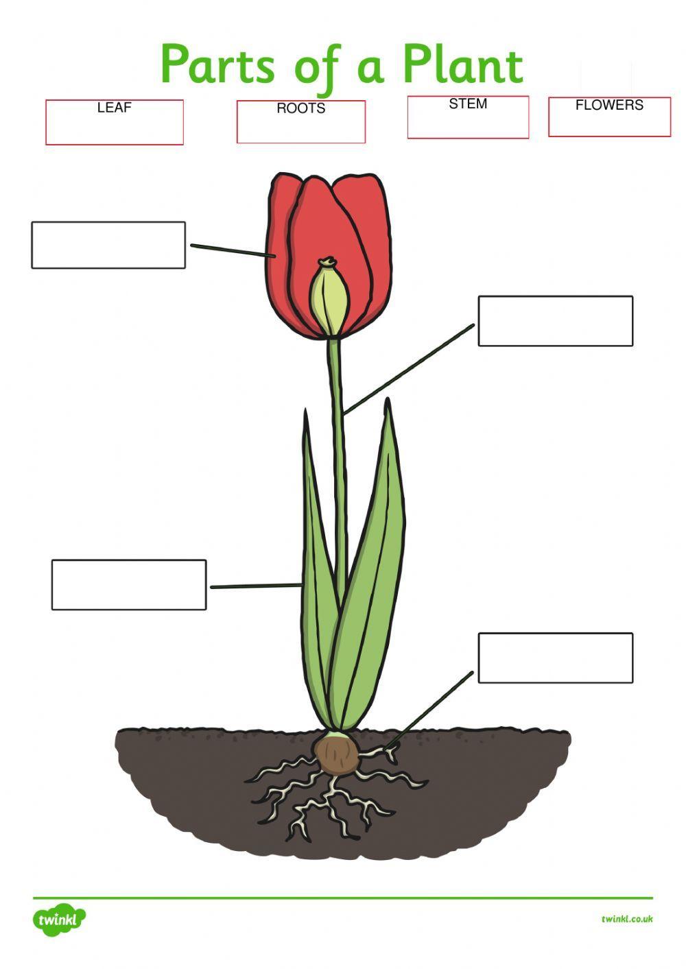  PARTS OF A PLANT