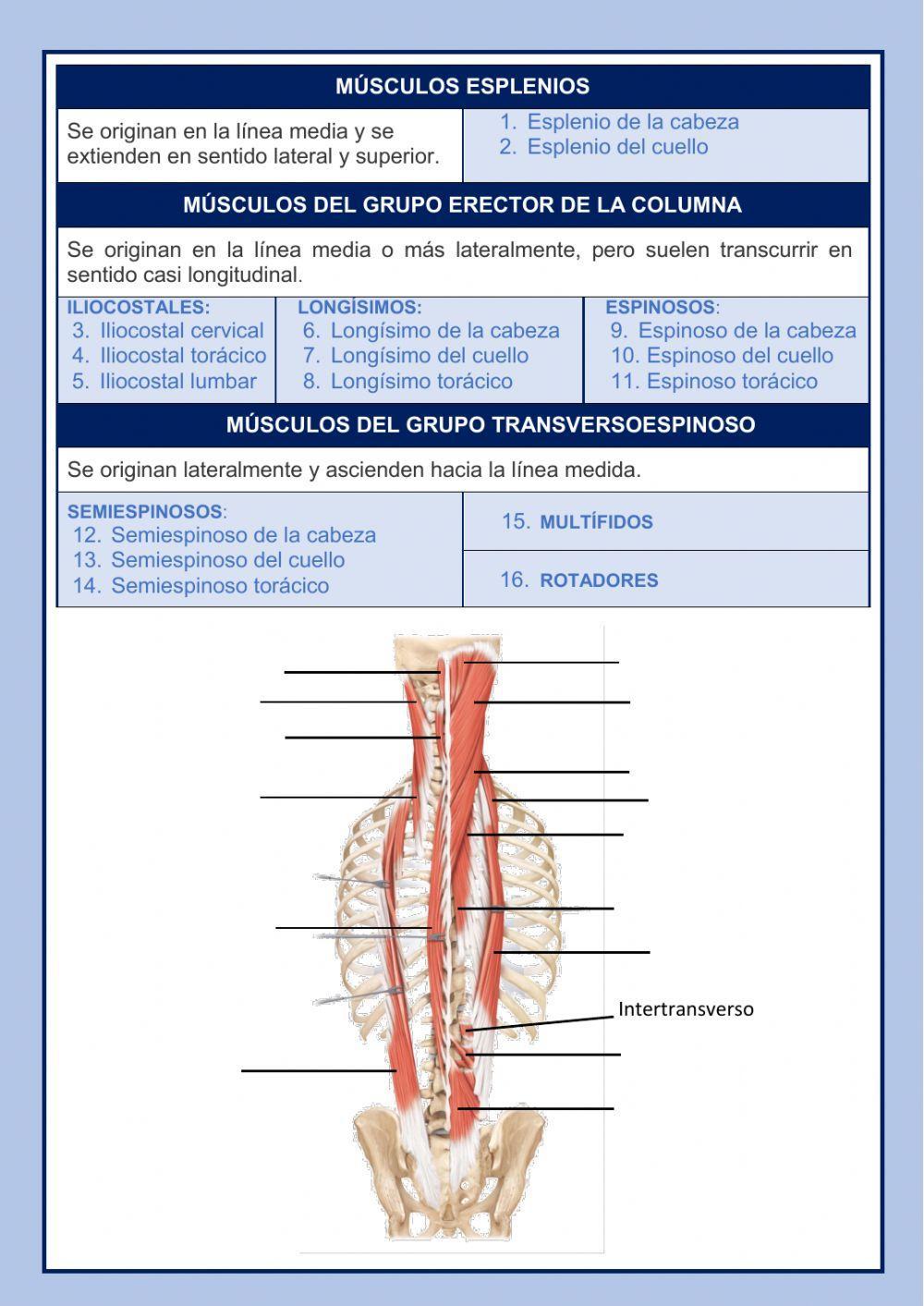 MÚSCULOS QUE MUEVEN LA COLUMNA VERTEBRAL