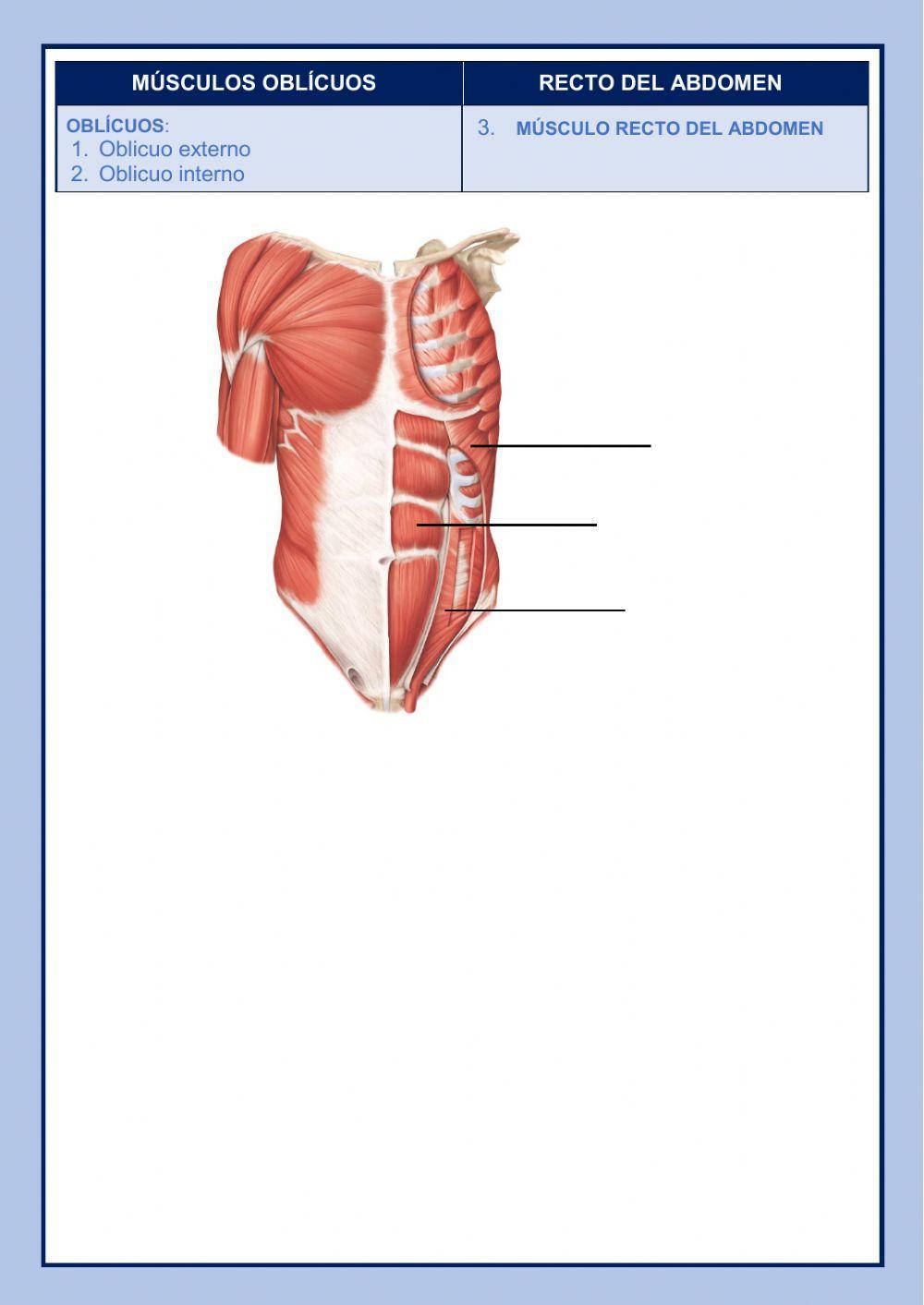 MÚSCULOS QUE MUEVEN LA COLUMNA VERTEBRAL