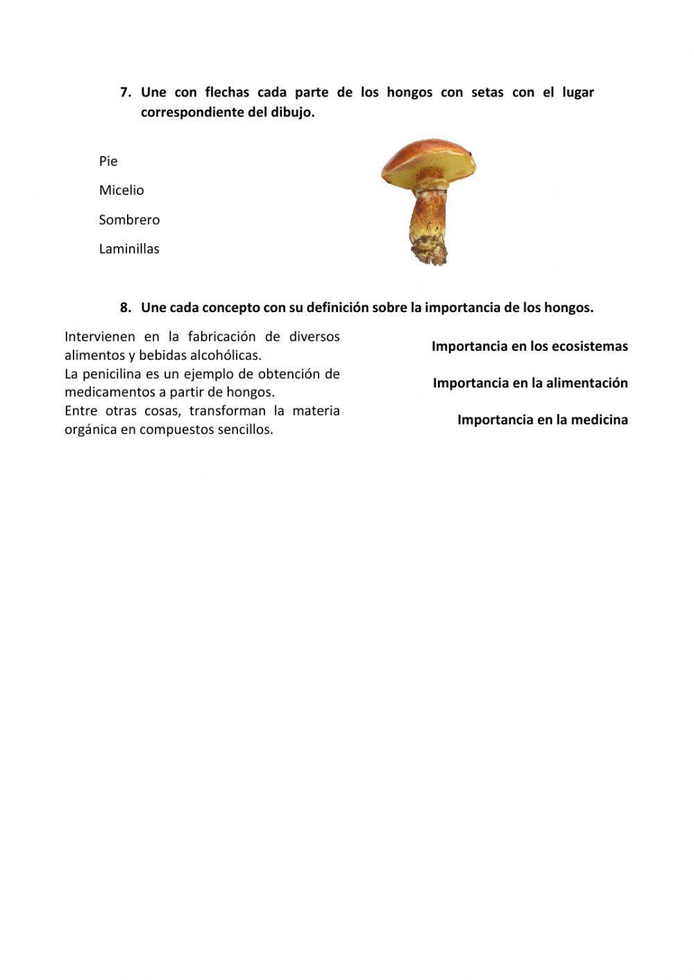 Control ud 2 naturales: los cinco reinos. los hongos