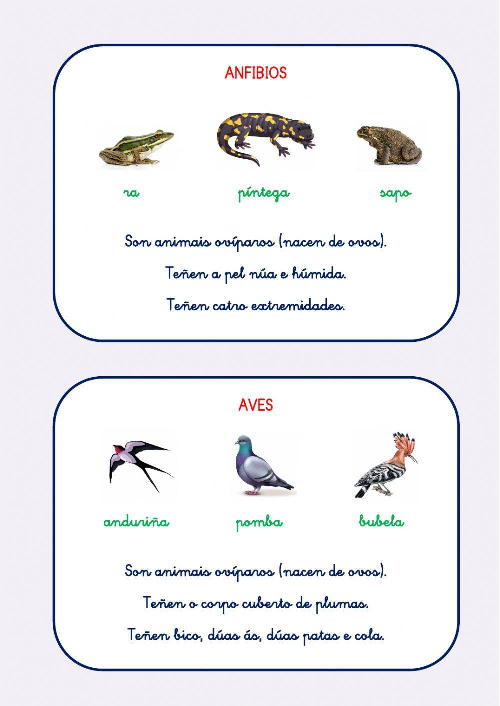ANIMAIS VERTEBRADOS ANIMAIS VERTEBRADOS