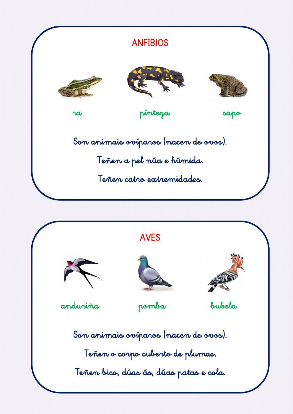 ANIMAIS VERTEBRADOS