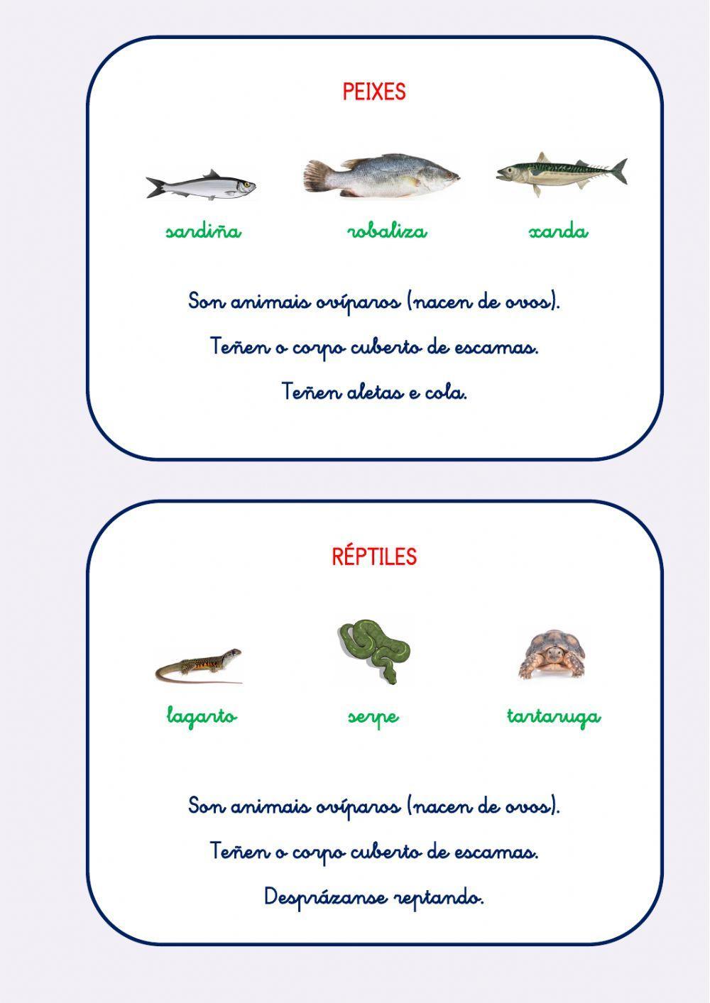 ANIMAIS VERTEBRADOS ANIMAIS VERTEBRADOS