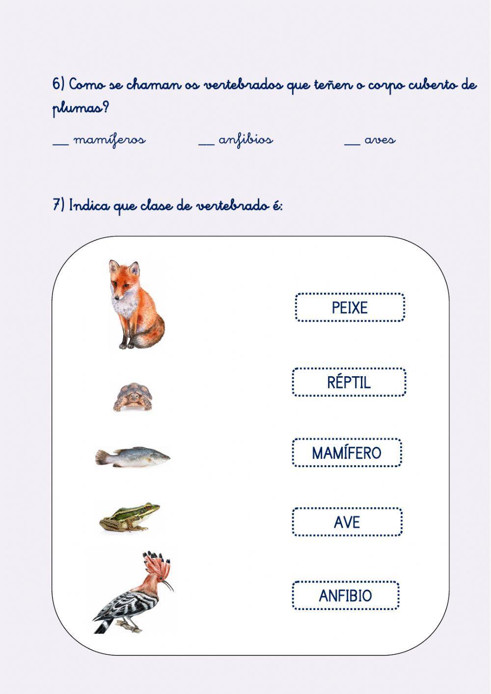 ANIMAIS VERTEBRADOS ANIMAIS VERTEBRADOS