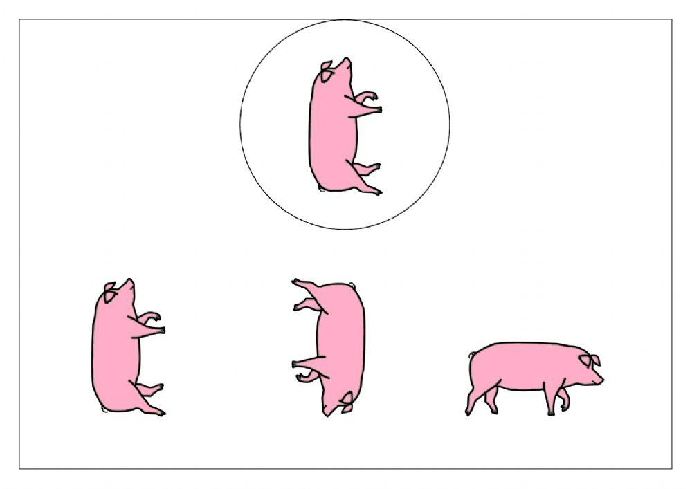 Attenzione visiva Animali della fattoria