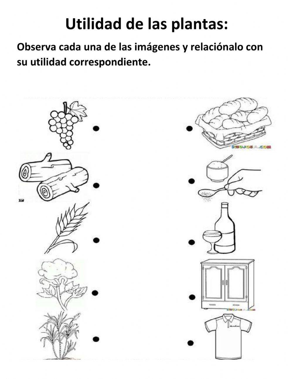 Utilidad de las plantas