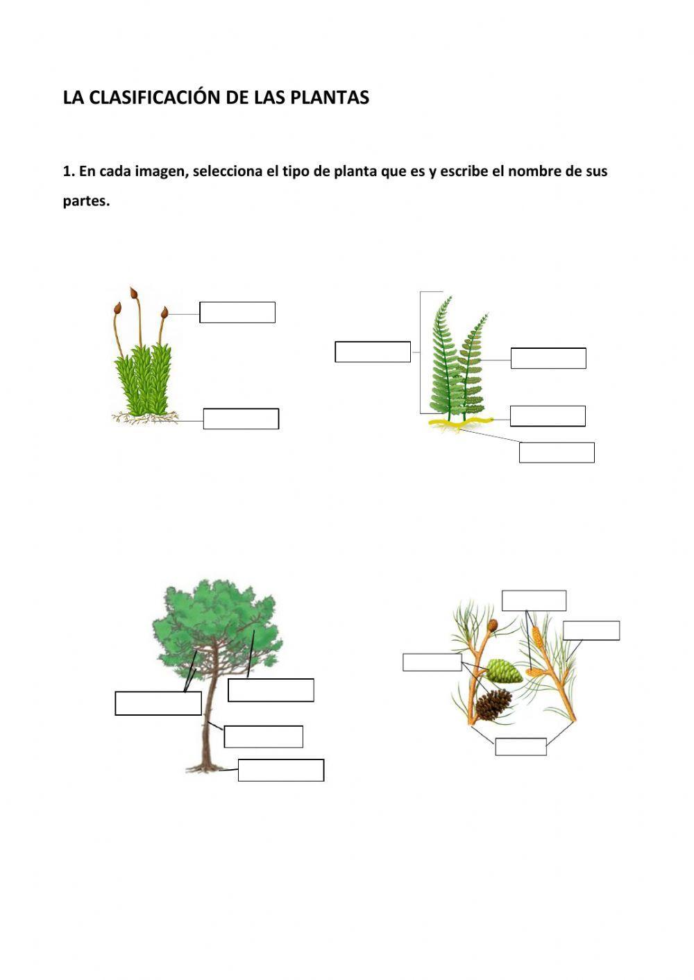 Clasificación de las plantas
