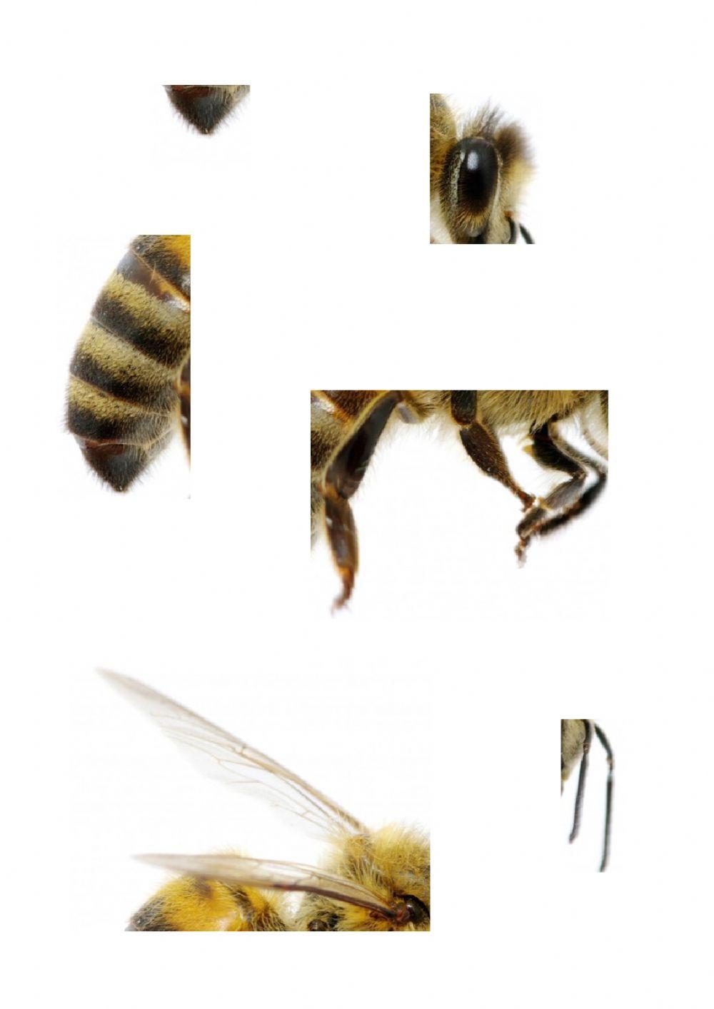 Bee parts