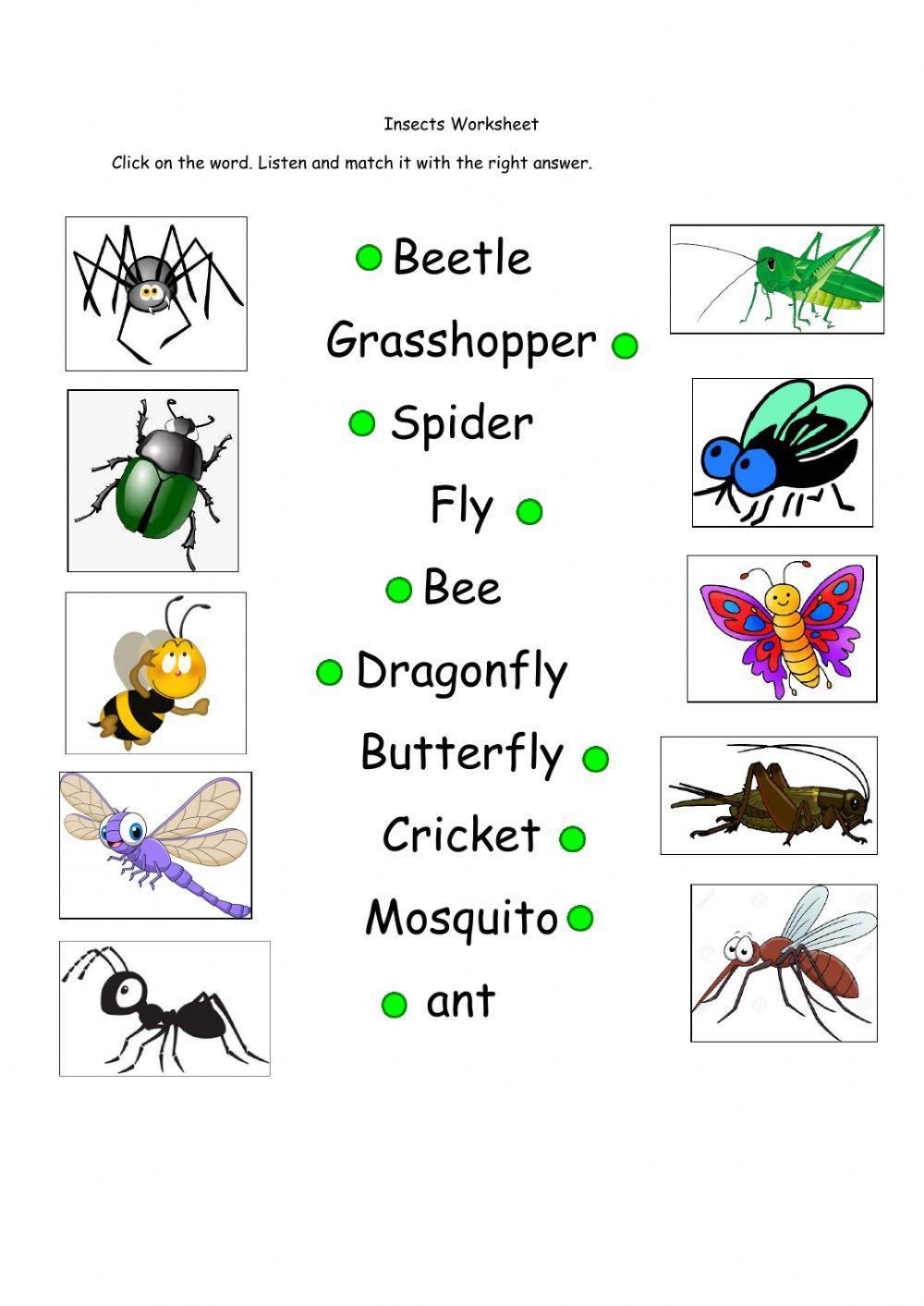 Bugs Vocabulary Worksheet