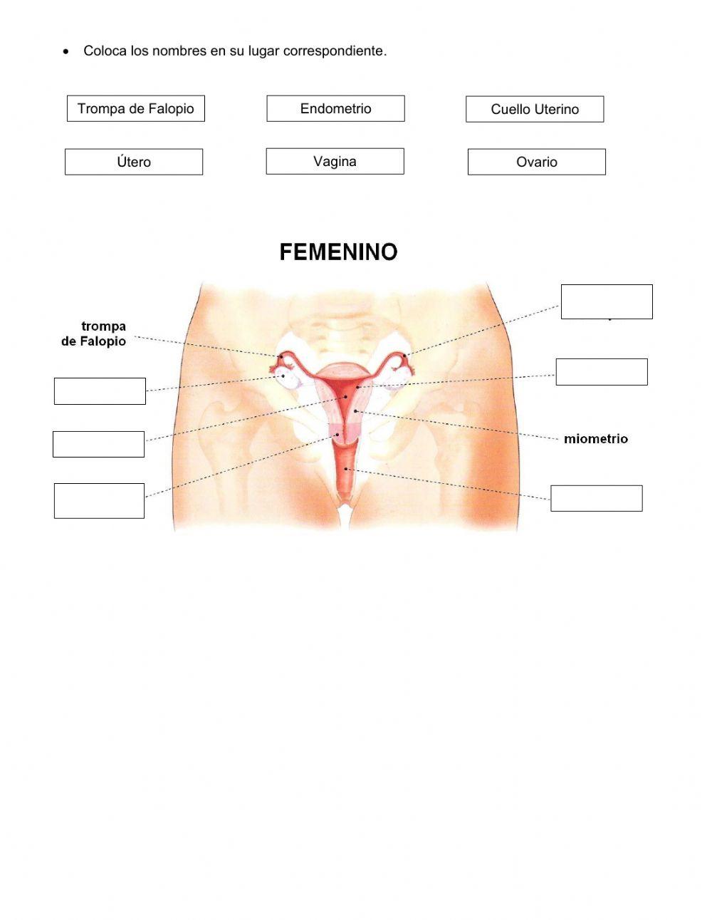 Sistema Reproductor femenino