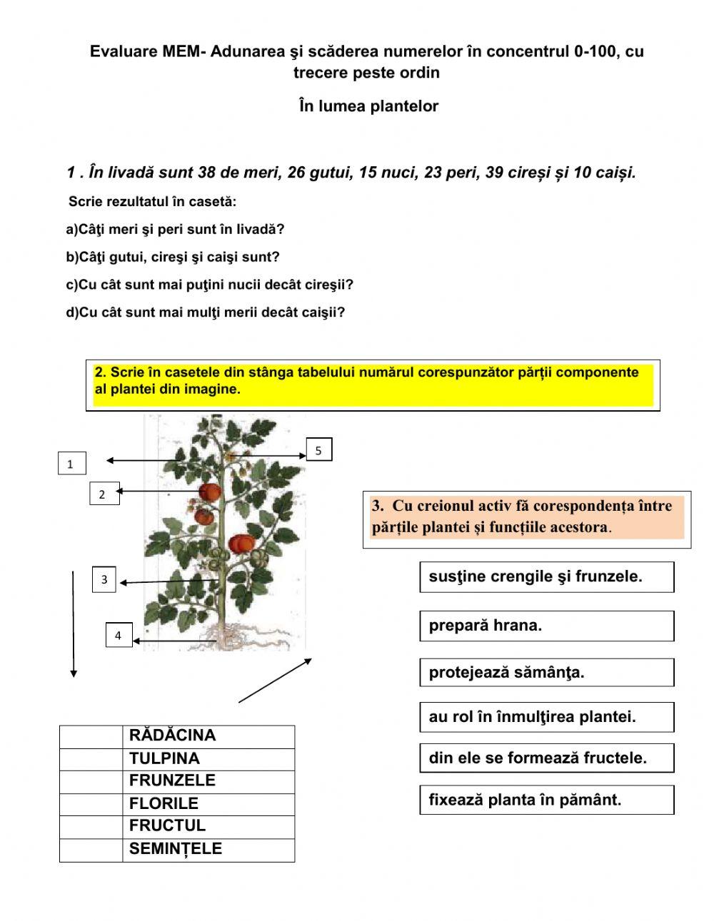 MEM- Evaluare adunarea și scăderea (cu trecere peste ordin), părțile plantei