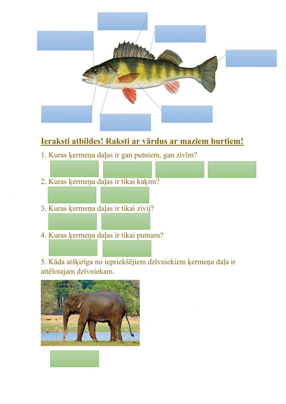 Dzīvnieku ķermeņa daļas