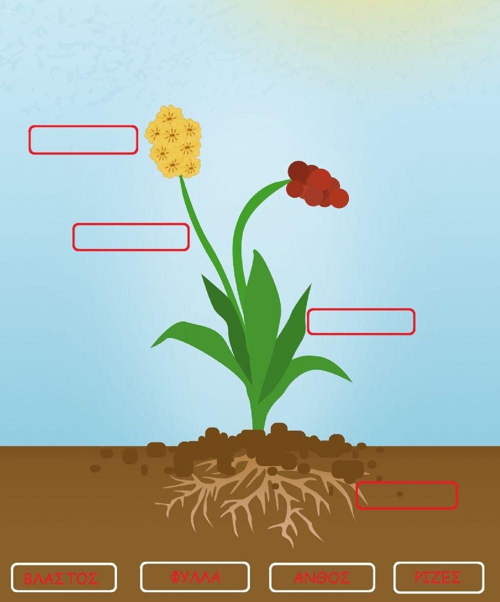 Τα μέρη του φυτού