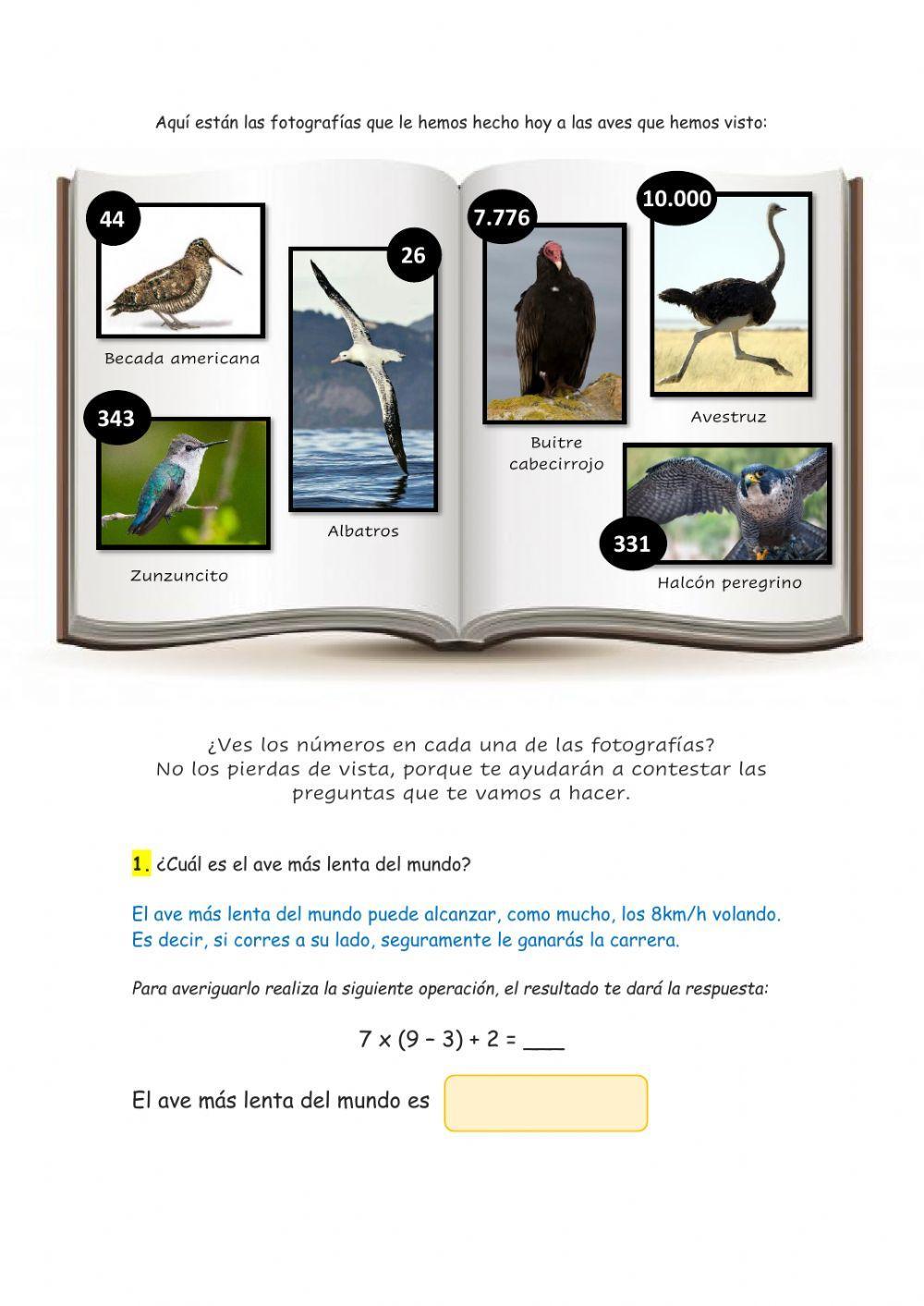 Matemáticas y las aves