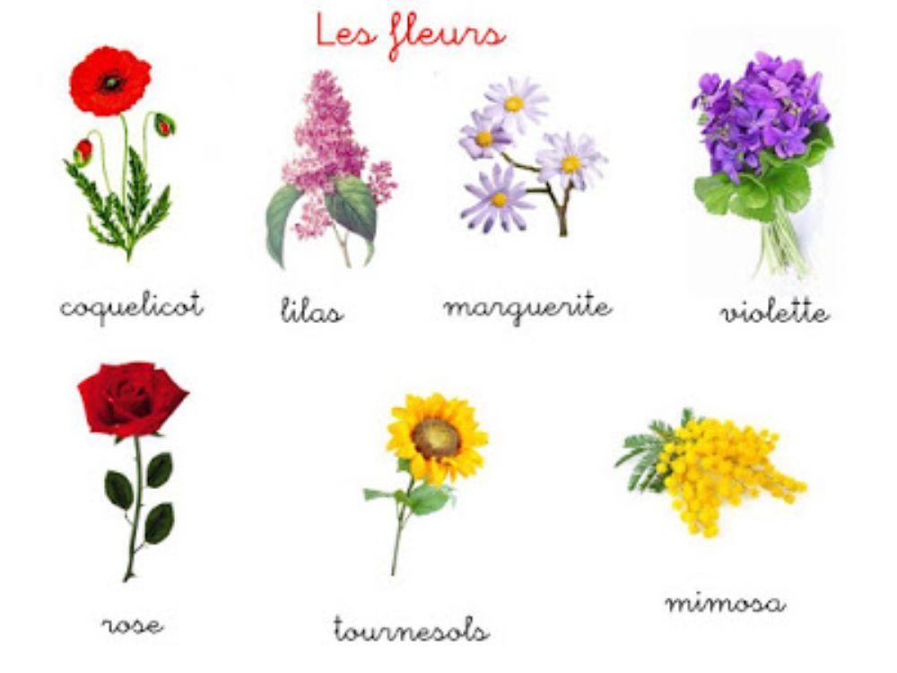 Les fleurs