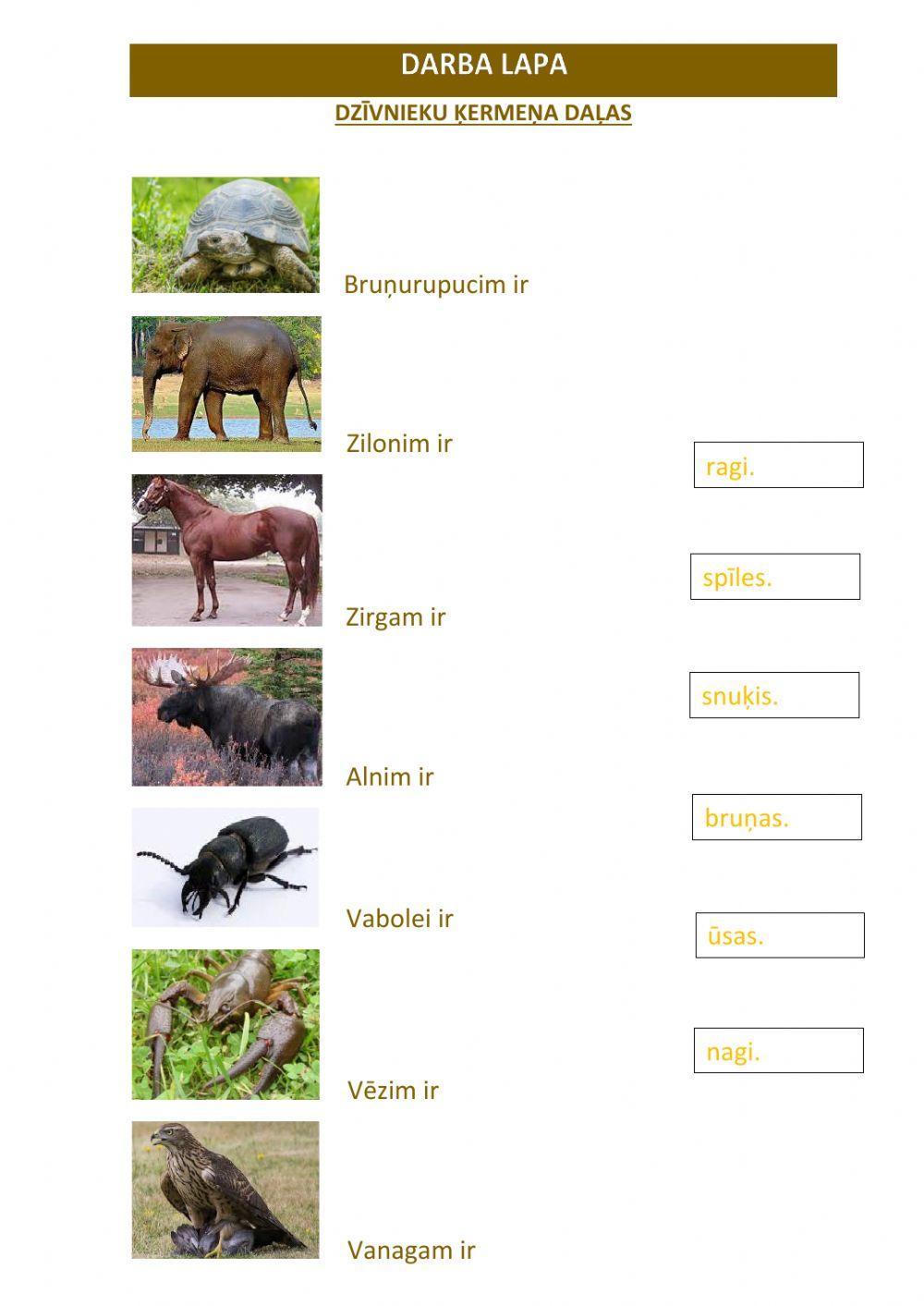 Dzīvnieku ķermeņa daļas (specifiskas)